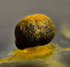 Attēlu rezultāti vaicājumam “Licea chelonoides”