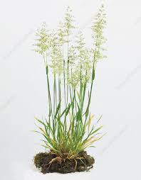 Attēlu rezultāti vaicājumam “Holcus lanatus  fruit”