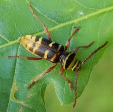 Attēlu rezultāti vaicājumam “Plagionotus detritus imago”