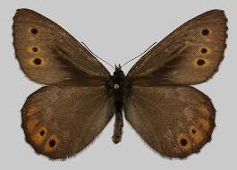 Attēlu rezultāti vaicājumam “Oeneis jutta”