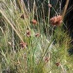 Attēlu rezultāti vaicājumam “Juncus conglomeratus fruit”