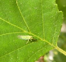 Attēlu rezultāti vaicājumam “Psylla alni”