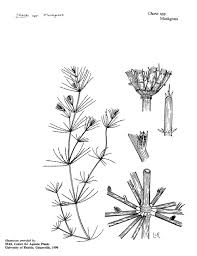 Attēlu rezultāti vaicājumam “Chara intermedia”