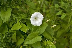 Attēlu rezultāti vaicājumam “Calystegia sepium”