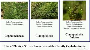Attēlu rezultāti vaicājumam “Cladopodiella fluitans”