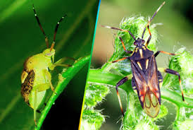 Attēlu rezultāti vaicājumam “Miridae”