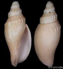 Attēlu rezultāti vaicājumam “Scardia boletella exuvia”