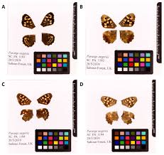 Attēlu rezultāti vaicājumam “Pararge aegeria”