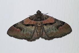 Attēlu rezultāti vaicājumam “Catarhoe rubidata”