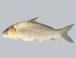 Image result for Carpiodes velifer