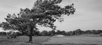 Image result for Teignmouth Golf Club Limited