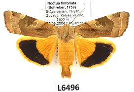 Attēlu rezultāti vaicājumam “Noctua fimbriata”