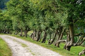 Attēlu rezultāti vaicājumam “Crataegus monogyna subsp. nordica”