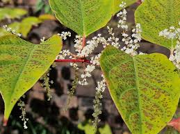 Attēlu rezultāti vaicājumam “Reynoutria sachalinensis leaf”