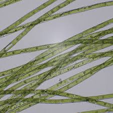 Attēlu rezultāti vaicājumam “Badhamia affinis var. microspora spores”