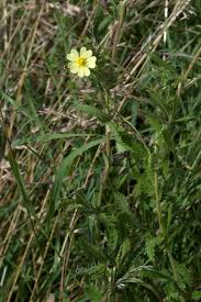 Image result for Potentilla recta