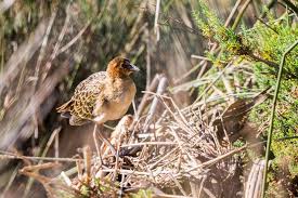 Image result for Porphyrio alleni