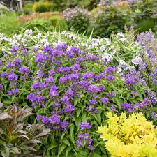 Attēlu rezultāti vaicājumam “Campanula glomerata bud”