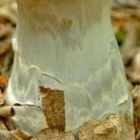 Attēlu rezultāti vaicājumam “Cortinarius praestans”