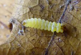 Attēlu rezultāti vaicājumam “Tischeria ekebladella”