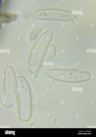 Attēlu rezultāti vaicājumam “Propolis farinosa”