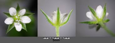 Attēlu rezultāti vaicājumam “Moehringia trinervia flower”