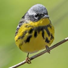 Image result for Dendroica magnolia