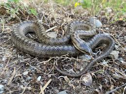 Attēlu rezultāti vaicājumam “Coronella austriaca adult”