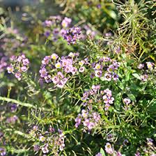 Attēlu rezultāti vaicājumam “Lobularia maritima”