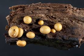 Attēlu rezultāti vaicājumam “Lycogala cf. fossiculatum sessile”