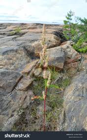 Attēlu rezultāti vaicājumam “Rumex aquaticus bud”