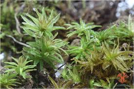 Attēlu rezultāti vaicājumam “Atrichum flavisetum sporophyte”
