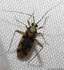 Attēlu rezultāti vaicājumam “Phytocoris tiliae”