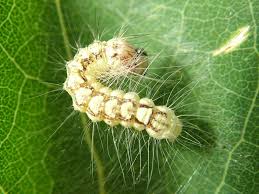 Attēlu rezultāti vaicājumam “Acronicta megacephala”