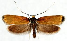 Attēlu rezultāti vaicājumam “Roeslerstammia erxlebella”