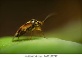 Attēlu rezultāti vaicājumam “Lygus pratensis imago”