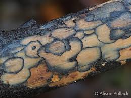 Attēlu rezultāti vaicājumam “Diderma tigrinum stalked”