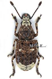 Attēlu rezultāti vaicājumam “Platystomos albinus”