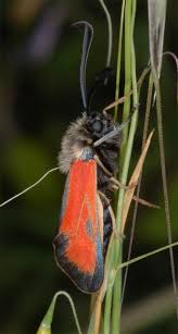 Attēlu rezultāti vaicājumam “Zygaena sp.”