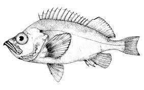 Image result for Sebastes fasciatus