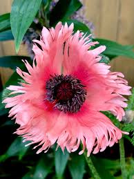 Attēlu rezultāti vaicājumam “Papaver orientale  flower”