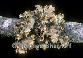 Attēlu rezultāti vaicājumam “Tuckermannopsis chlorophylla”