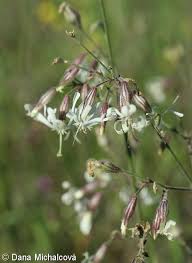 Attēlu rezultāti vaicājumam “Silene nutans flower”