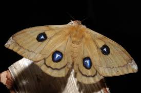 Attēlu rezultāti vaicājumam “Aglia tau”