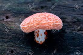 Attēlu rezultāti vaicājumam “Rhodotus palmatus”