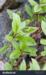 Attēlu rezultāti vaicājumam “Salix lapponum leaf”