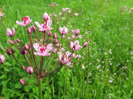 Attēlu rezultāti vaicājumam “Butomus umbellatus fruit”