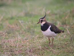 Attēlu rezultāti vaicājumam “Vanellus vanellus adult”