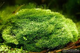 Attēlu rezultāti vaicājumam “Riccia canaliculata”