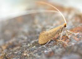 Attēlu rezultāti vaicājumam “Nematopogon sp.”